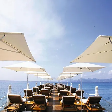 Colombe * Cannes